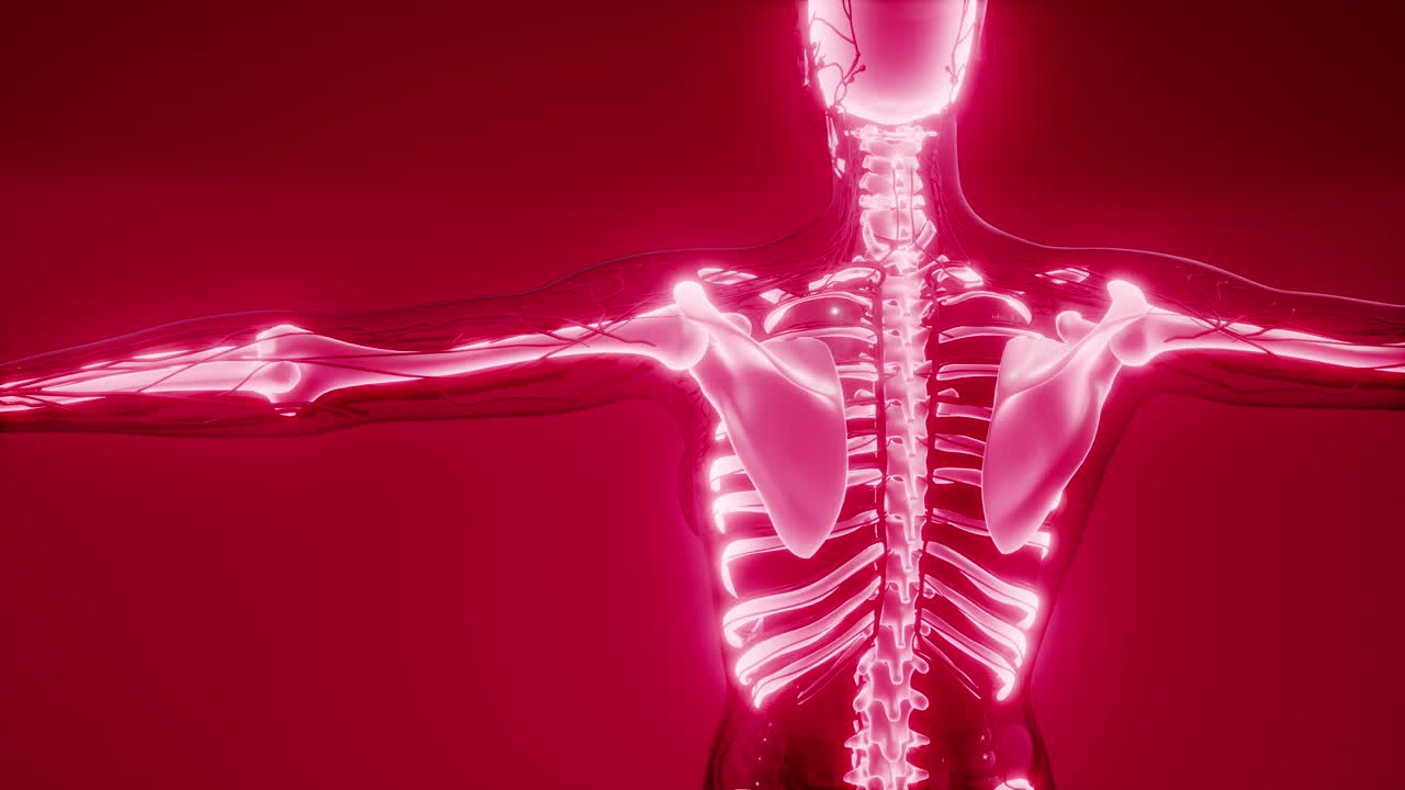 Transparent Human Body with Visible Bones