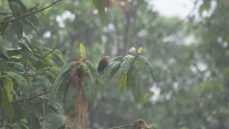 se ven dos pájaros oropéndola persiguiéndose en la rama de un árbol tropical, siga el tiro