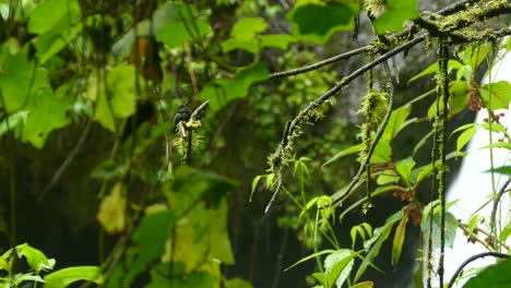 black bellied hummingbird sitting on a tree branch in rain forest with waterfall in the background