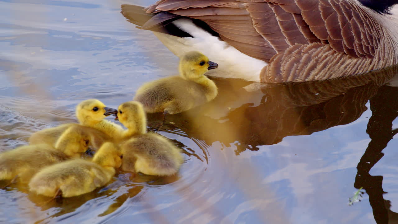 Young goslings float and peck gently in slow motion with parents nearby.