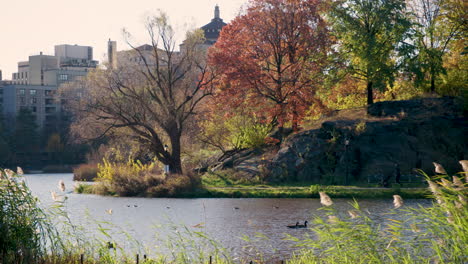 woman pushes stroller along walking path next to harlem meer in central park, new york city, u