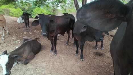 group of cows under trees in venezuela, close-up with calm and natural vibe outdoors