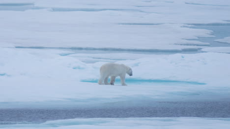 un oso polar solitario caminando sobre el hielo en un día de niebla en busca de presas, en cámara lenta