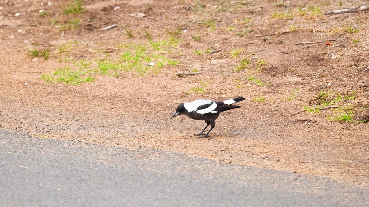 A magpie walks along a path in Point Lonsdale, Australia. The video captures its movement in natural daylight