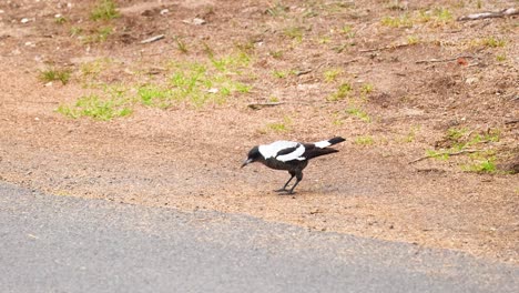 a magpie walks along a path in point lonsdale, australia. the video captures its movement in natural daylight