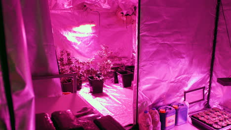 cannabis growing tent with lights and chemical fertilizer