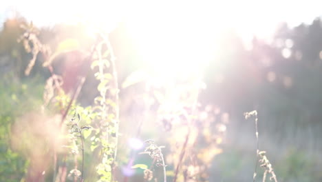 flowers shining in front of the sun, creating a beautiful sun flare