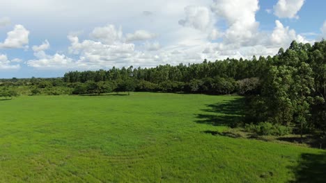 Vista-De-Un-Drone-En-Un-Prado-Que-Tiene-Algunos-Arboles-Que-Son-Movidos-Por-El-Viento-Determinado-En-El-Fondo-De-La-Imagen,-Tambien-Se-Ve-El-Cielo-Con-Sus-Nubes-Blancas-Y-Fondo-Azul