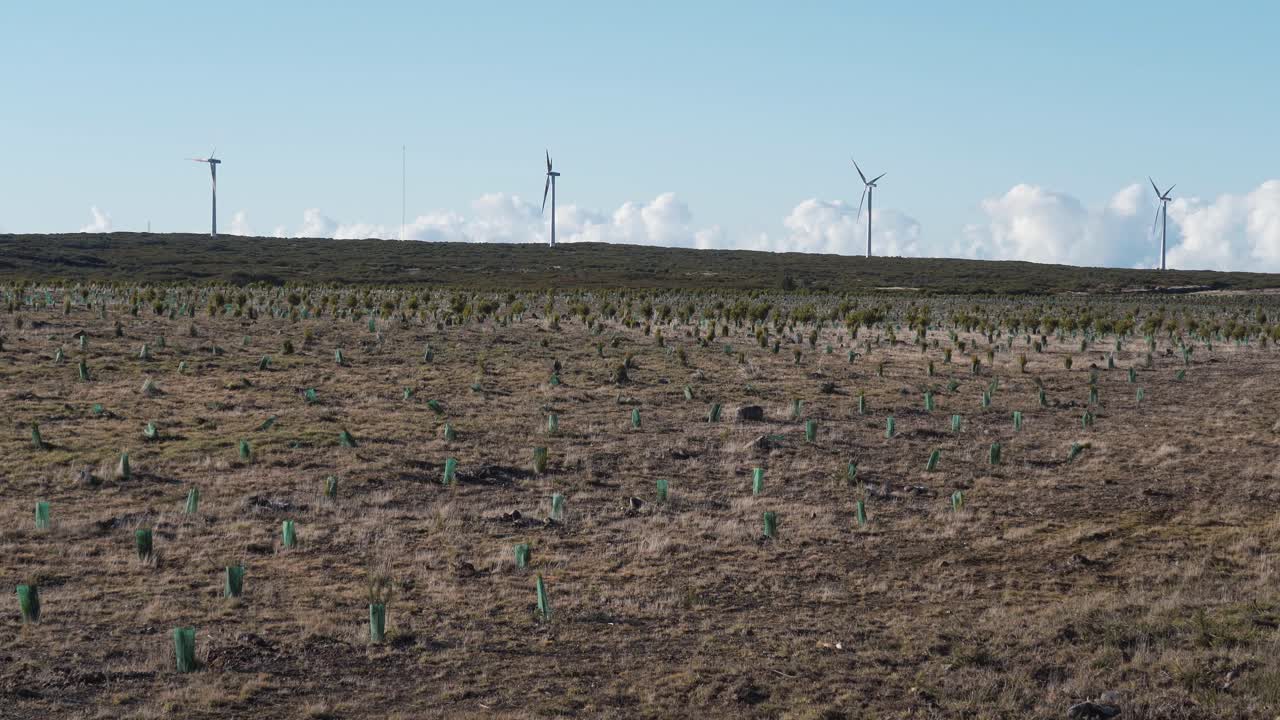 에리카세아 나무와 칼루나 불가리스 나무의 새로운 재배는 물을 수집하는 데 도움이됩니다. 재배, 풍력 농장 및 파란 하늘을 배경으로 꾸준히 보여주는 카메라, 4k, 60fps.
