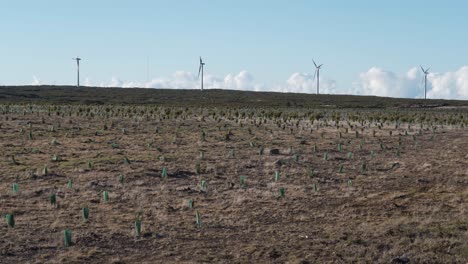 Nueva-Plantación-De-árboles-De-Ericacea-Y-Calluna-Vulgaris-Para-Ayudar-En-La-Recolección-De-Agua-De-Lluvia,-Cámara-Fija-Que-Muestra-La-Plantación,-Parque-Eólico-Y-Cielo-Azul-De-Fondo,-4k,-60fps