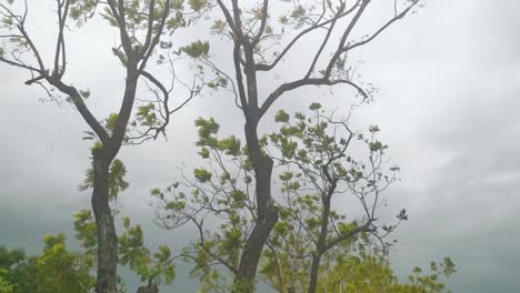 stormy weather with trees blowing in the wind during monsoon season in thailand