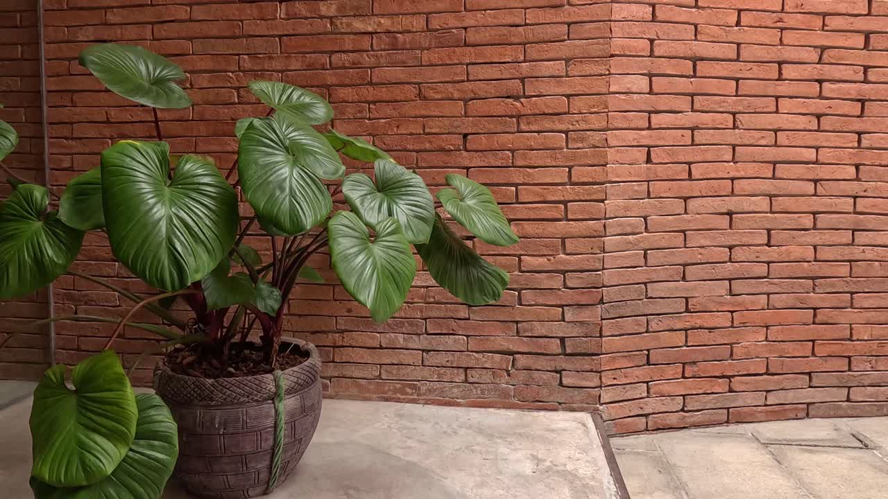 lapso de tiempo de una planta en luz variable