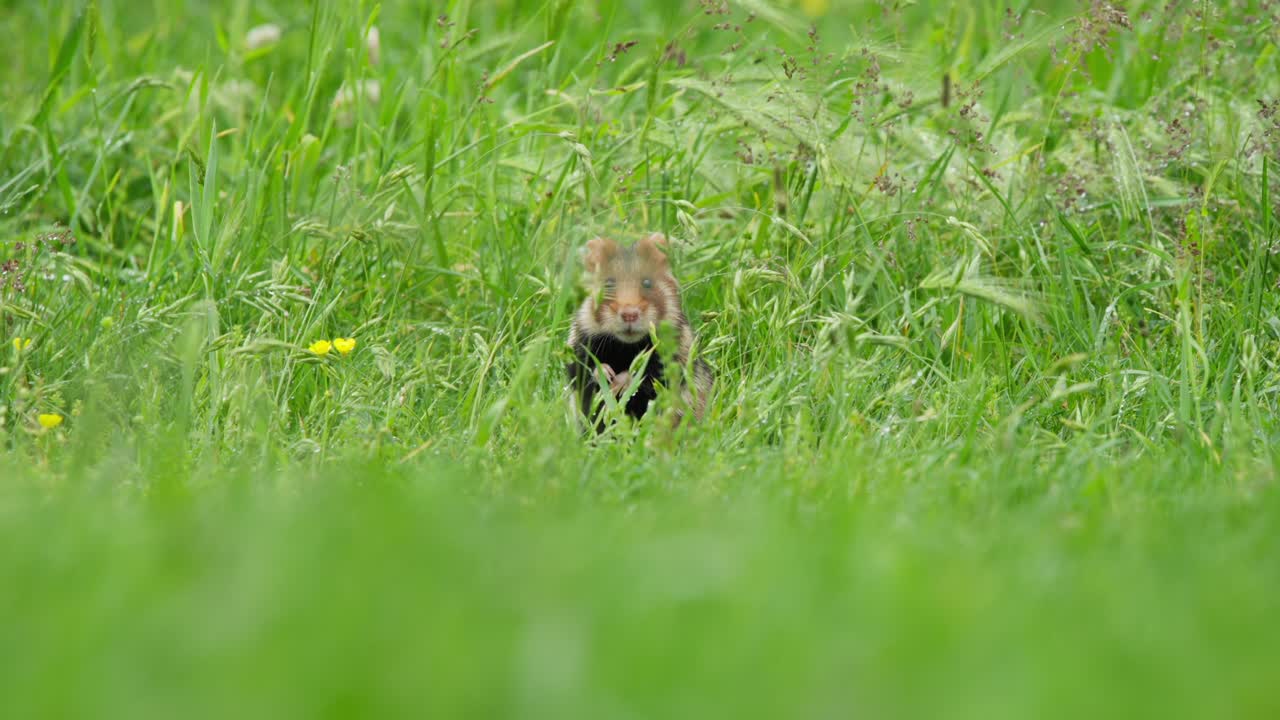 Europeisk hamster stående med svart bröstfläck, stirrar mot kameran
