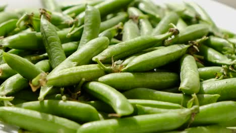 closeup of hands picking up freshly picked green peas closeup of hands picking up freshly picked green peas