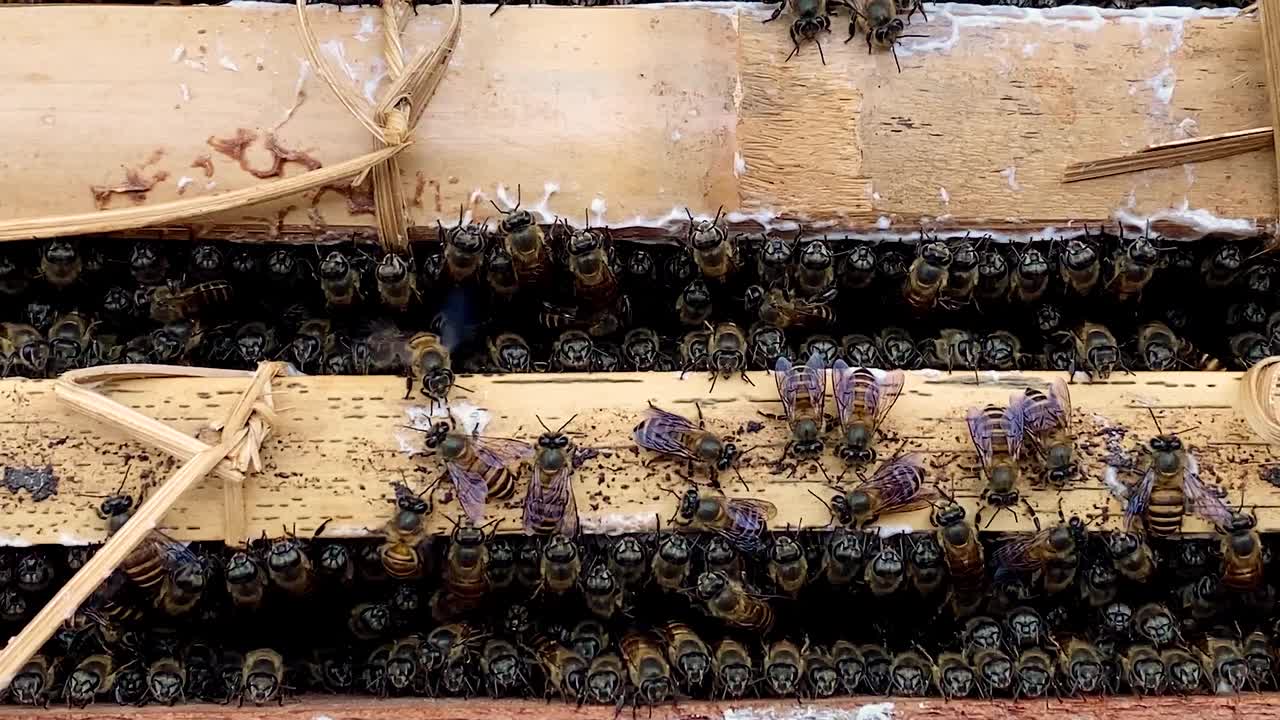 un montón de abejas melíferas en la entrada de la colmena
