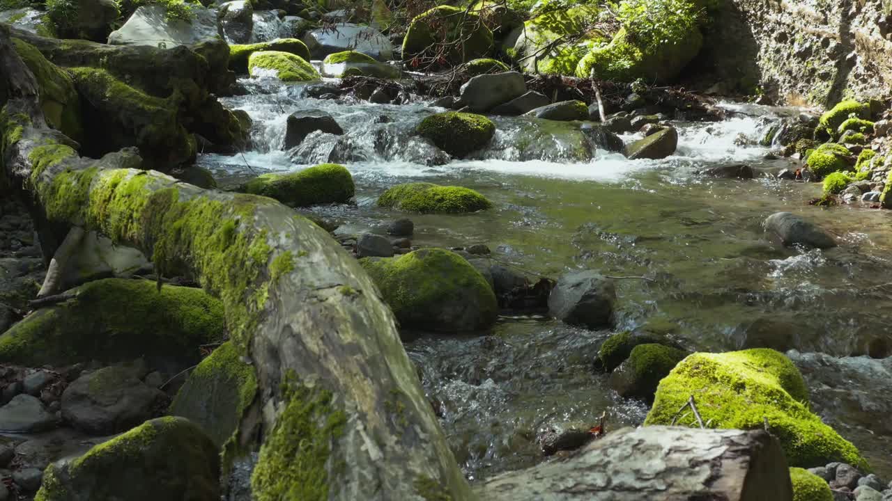 Frodig mosbegroet skovbæk ved Daisenbjerget, Tottori, Japan