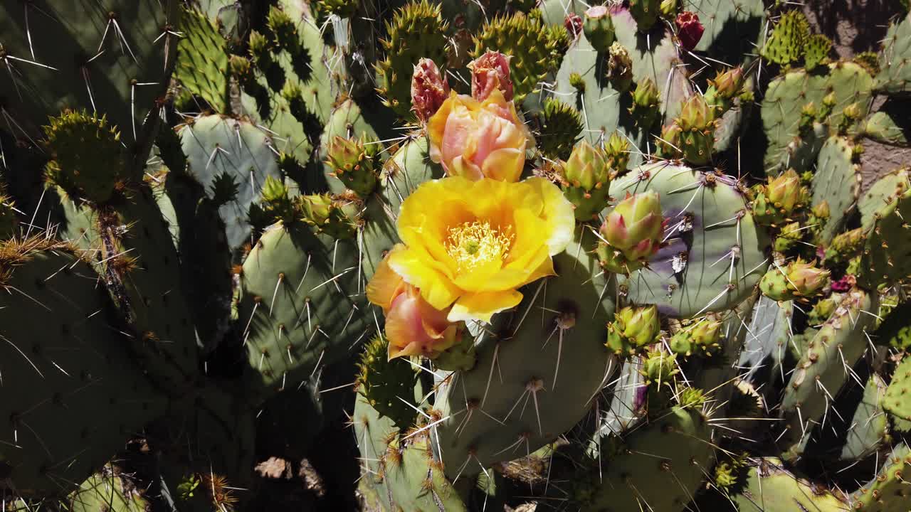 Slow pan across prickly pear cactus in bloom, Arizona