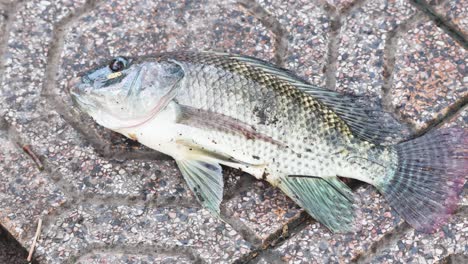 a fish out of water on a brick pavement