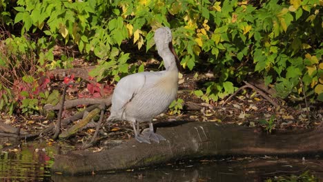 Dalmatian-pelican-(Pelecanus-crispus)-is-the-largest-member-of-the-pelican-family,-and-perhaps-the-world's-largest-freshwater-bird,-although-rivaled-in-weight-and-length-by-the-largest-swans.