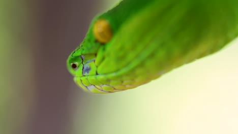 la víbora de labios blancos es una víbora venenosa endémica del sudeste asiático y a menudo se encuentra durante la noche esperando en una rama o rama de un árbol cerca de un cuerpo de agua con muchos alimentos