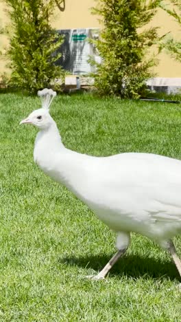 a full white peafowl walking on green grass on a perfect sunny day.