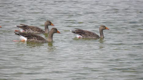 Seabirds-Geese-lined-up-along-a-coastal-marsh-resting-in-the-summer-sun