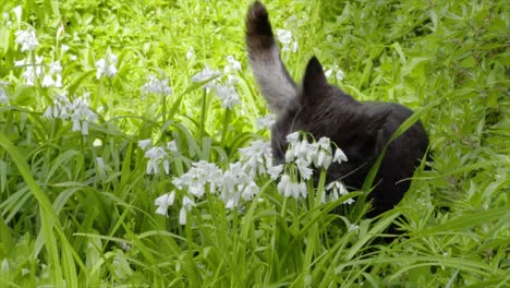 Un-Gato-Negro-Come-Hierba