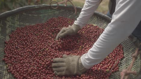 worker going through coffee beans with hands, quality control scene, close up