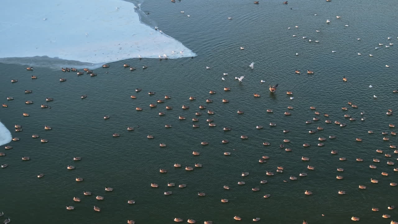 Aerial view of birds on a frozen lake. Shot on a winter day in Brooklyn’s Prospect Park.