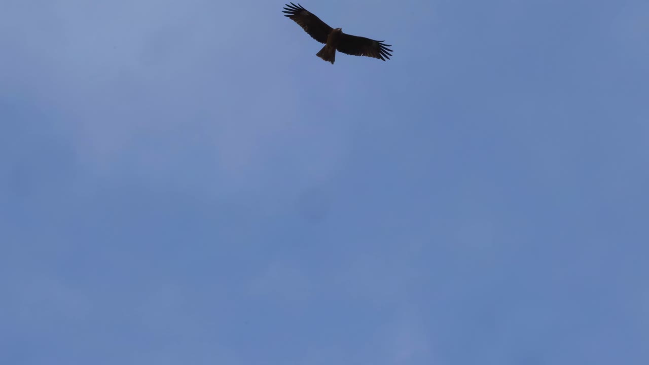 A lone bird gracefully soars through a vast, clear blue sky, showcasing its elegant flight.