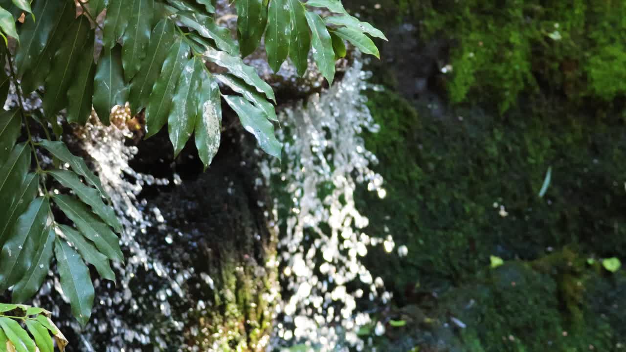 Waterfall cascading near lush green foliage
