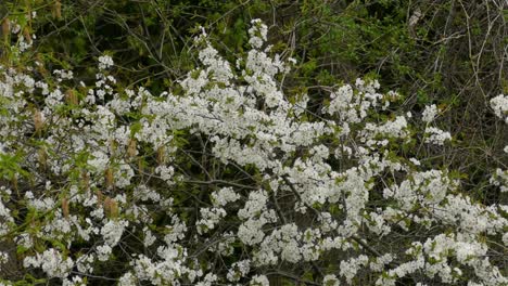 video 4k, the first spring white flowers in the forest