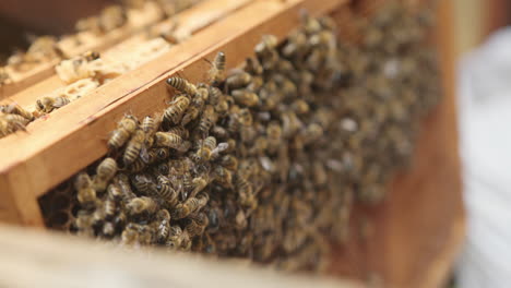 cluster of worker honeybees on a wooden hive frame, macro shot