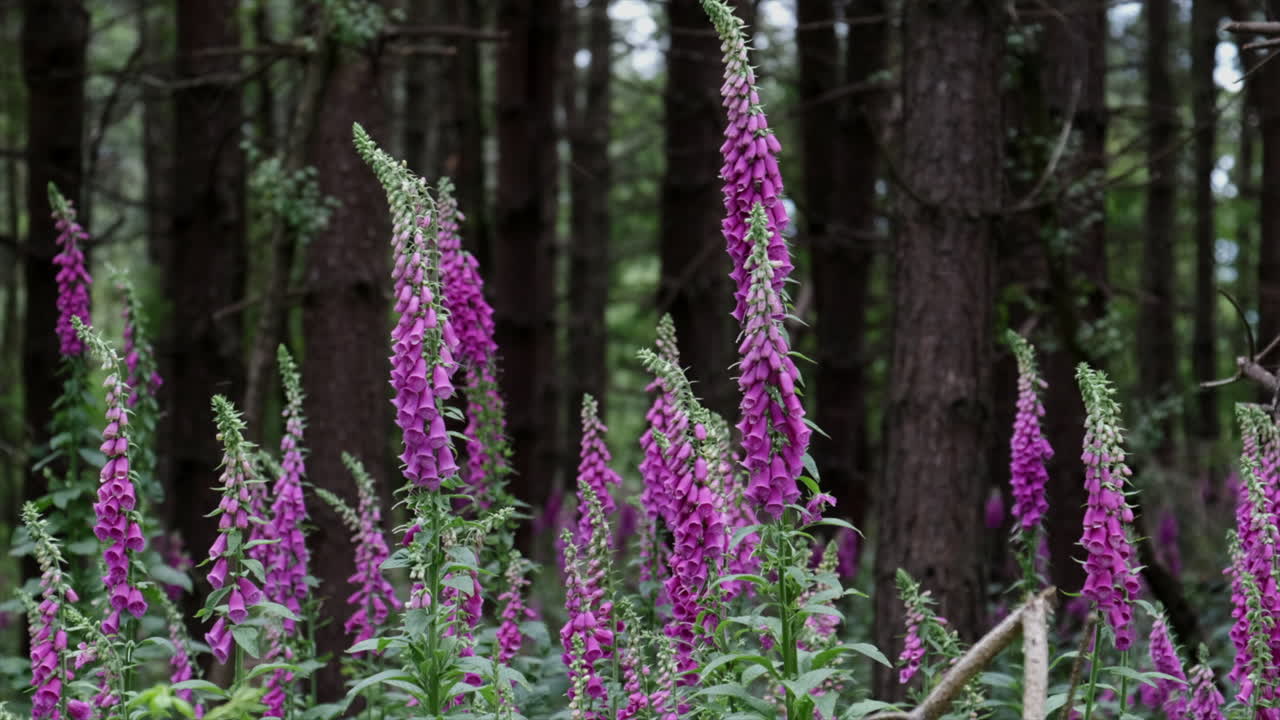 hermosas plantas de dedalera silvestre con flores púrpuras en lo profundo de un bosque, warwickshire, reino unido