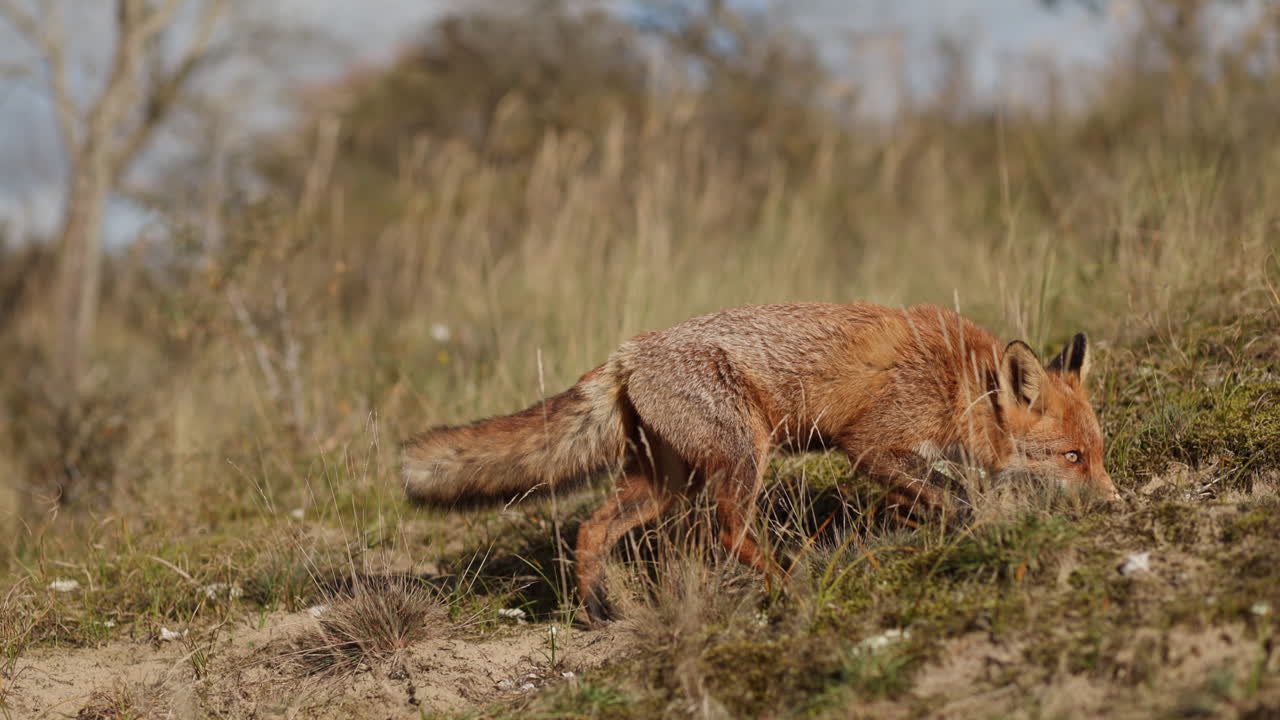 zorro rojo en un campo
