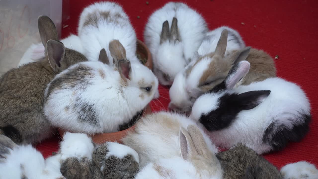 토끼를 먹는 토끼