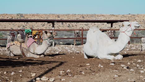 two camels sit on the ground in the desert, one with riding saddle on his back