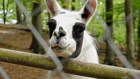 Cute-Black-And-White-Llama-Looking-Through-Wired-Fence-Staring-At-The-Camera
