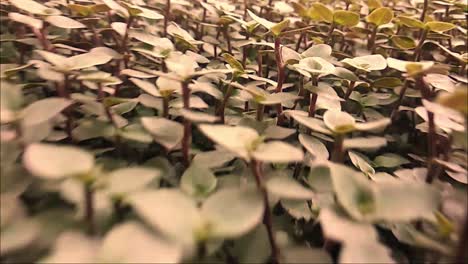 shoot-through-the-leaves-as-if-entering-them