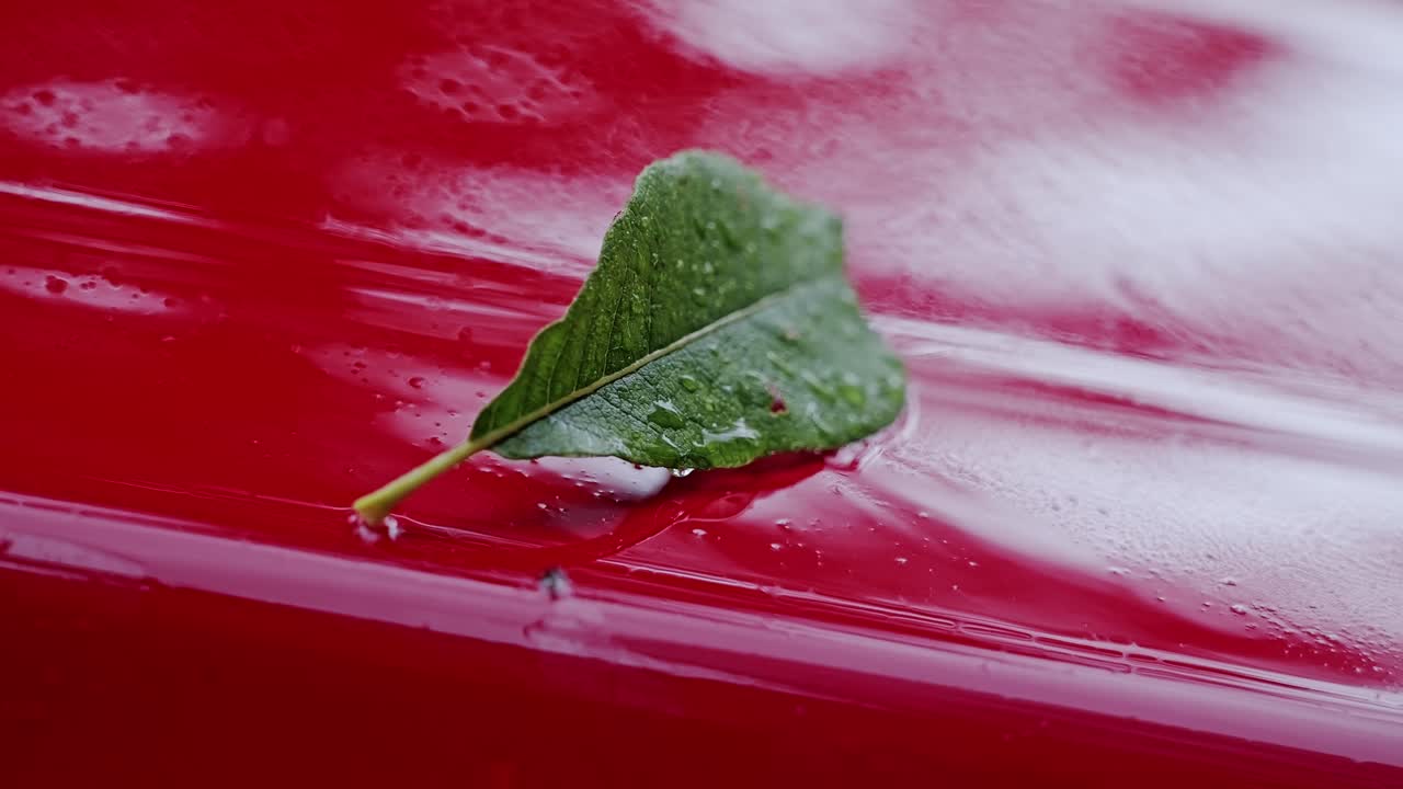 Wet green leaf lies on shiny red car symbolizing fragile nature in urban life