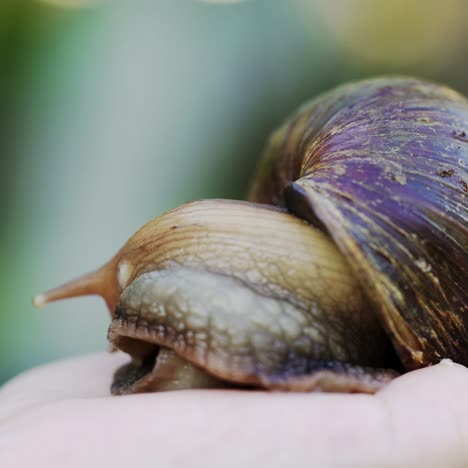 snail achatina crawls in the palm of a girl. domestic shellfish with healing mucus.