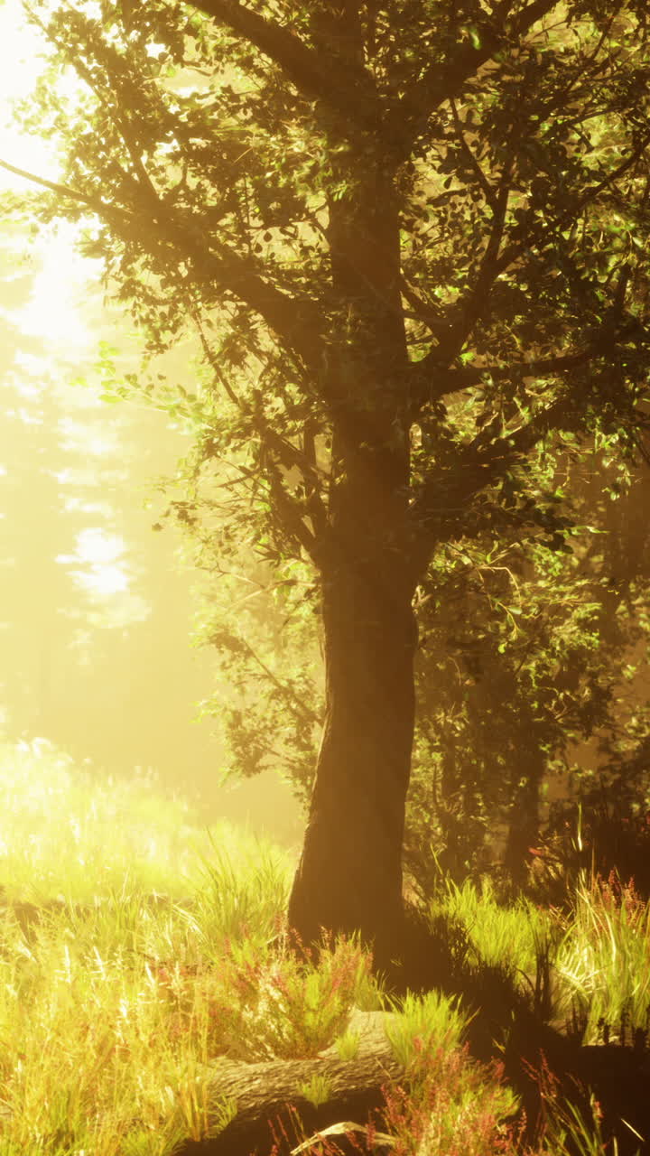 골든 아워 숲의 장면