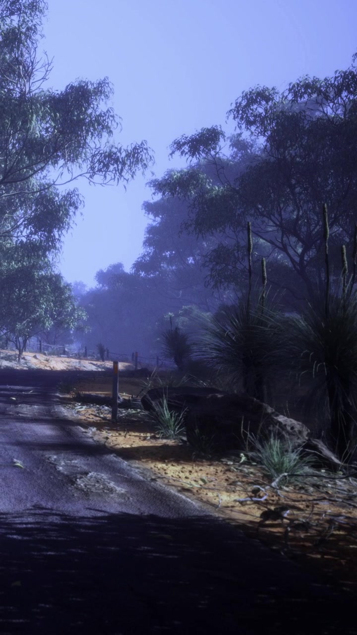 Misteriosa strada al crepuscolo attraverso una foresta incantevole in Australia