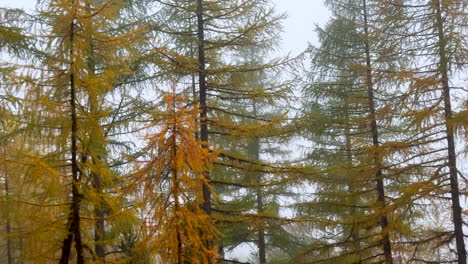 Swiss-alps-yellow-orange-green-autumn-fall-colorful-Lark-tree-colors-dramatic-foggy-moody-grey-gray-mist-misty-rainy-day-Saas-Fee-Zermatt-Saastal-alpine-valley-Switzerland-cinematic-slide-left-motion