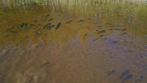 fish swim in a shallow, clear river surrounded by lush trees and natural reflections