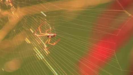 Araña-Tejedora-De-Orbe-De-Seda-Dorada-Brasileña-Tejiendo-Su-Telaraña