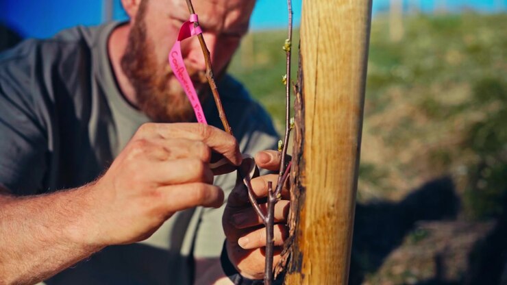 Man Performs Fruit Plant Grafting Outdoors On A Sunny Day, Carefully Joining Plant Tissue For Propagation And Healthy Growth. Close-up Shot