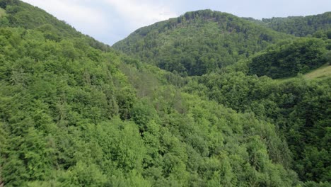 very fast aerial of mixed tree forest during a clear sunny day