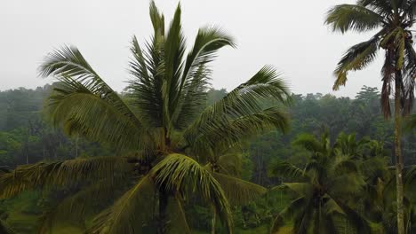 Beautiful-cinematic-Ubud,-Bali-drone-footage-with-exotic-rice-terrace,-small-farms-and-foggy-agroforestry-plantation