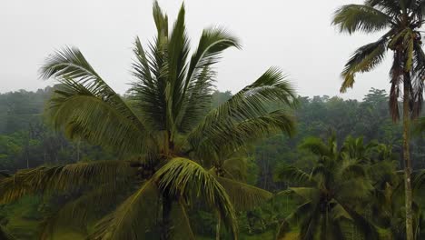 hermosas imágenes cinematográficas de ubud, bali drone con exótica terraza de arroz, pequeñas granjas y plantaciones agroforestales nubladas